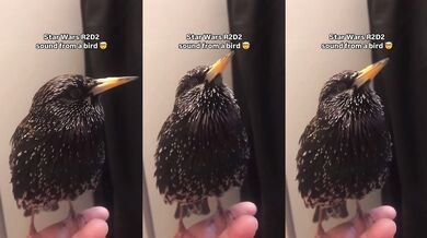 Špaček vydává zvuk R2D2