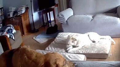 Pes způsobil požár domu v Tulse, Oklahoma