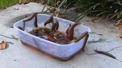 Jak odlákat slimáky ze záhrádky