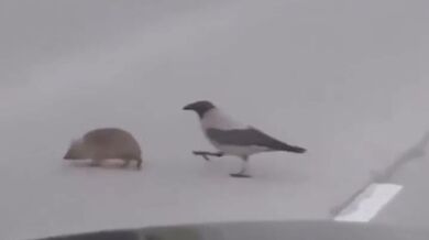 Pomáhající vrány