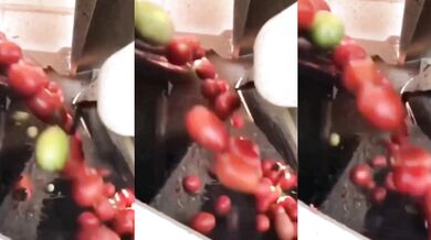 Optické třídicí stroje: Revoluce v třídění rajčat