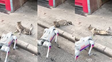 Kočka vs. robotický pes