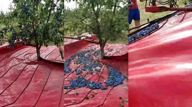 Stroj na sklizeň švestek