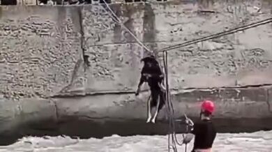 Pes zachráněný z rozbouřené řeky