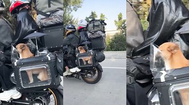 Roztomilý pes má na motorce své vlastní místo!