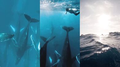 Potápění s hejnem velryb