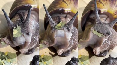 Jak se šneci stravují