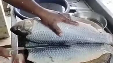 Perfektní zpracování ryby