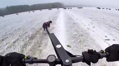 Pes odolávající pokušení...