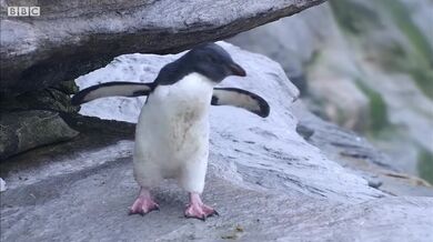 Kachny zachránily život tučňáka