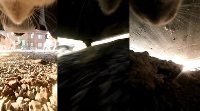 Kocour v oblíčení