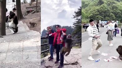 Agresivní opice útočící na turisty