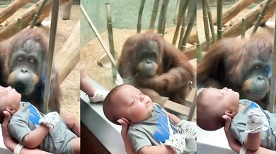 Orangutan žádá vidět dítě