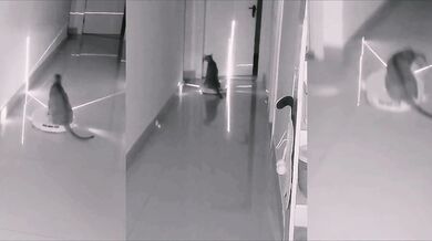 Co dělá kočka, když jste mimo domov?