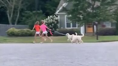 Jak nebezpečné může být venčení pejsků...