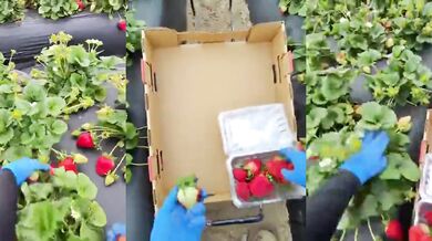 Sklizeň jahod ve Španělsku