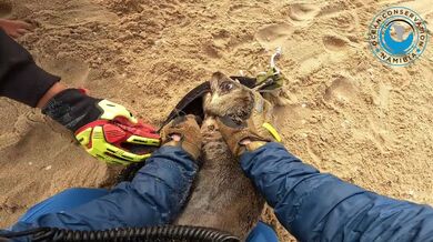 Dvě mláďata tuleňů zachráněna z nebezpečných pastí