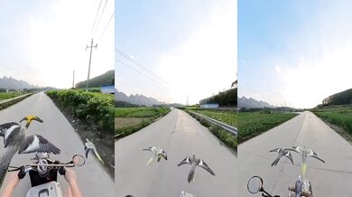 Jízda na skútru s ptáky