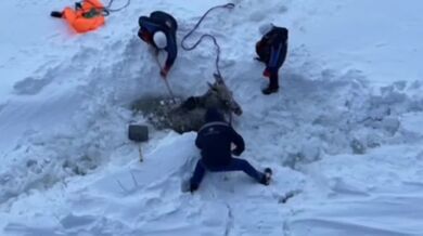 Zachráněný los z ledu na řece Jenisej