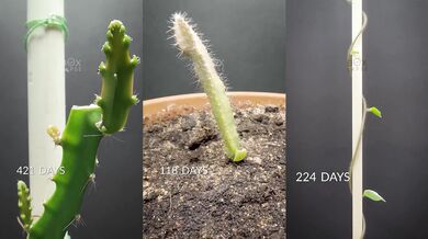 Časosběrný růst rostlin od semínka po dospělou fázi