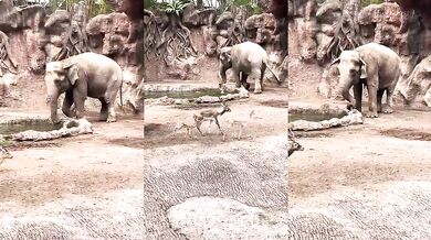 Hrdinský slon zachránil gazelu před utonutím v zoo v Guatemale