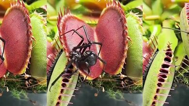 Černá vdova jako potrava pro masožravou rostlinu