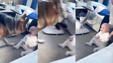 Pes si s radostí hraje s novým členem rodiny