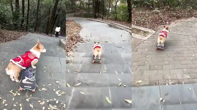 Pes jedoucí ze schodů na skateboardu