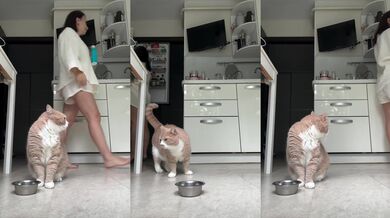 Kočka si umí říci o jídlo!