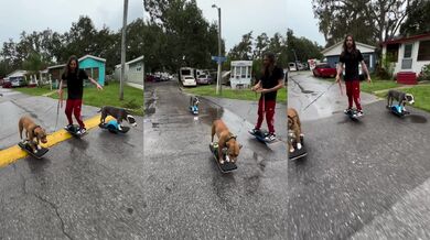 Psi jezdící na onewheel