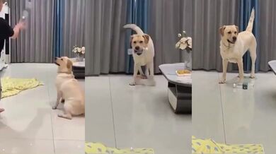 Nečekaná reakce psa na prank