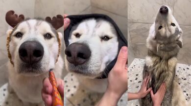 Důkladné koupání psa