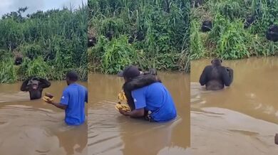 Dojemné setkání šimpanze s mužem, který ho kdysi vychoval