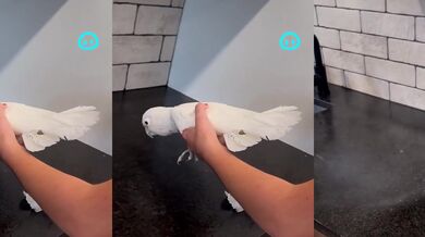 Papoušek si myslí, že je rozprašovač