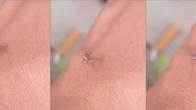 Modifikovaný komár