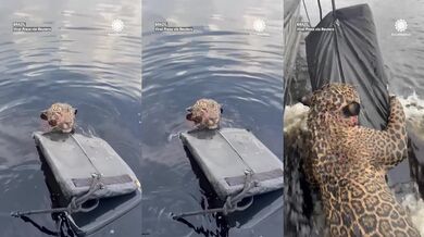 Zraněný jaguár zachráněn z řeky v Brazílii