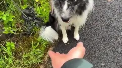 Výcvik policejních psů k vyhledávání předmětů podle pachu pod vodou