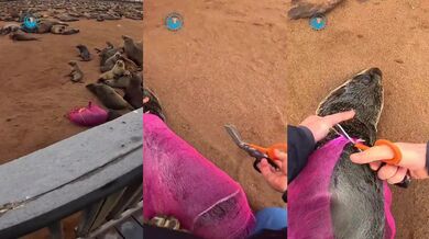 Záchrana mláděte tuleně z plastové sítě