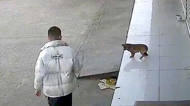 Karma pro může snažící se zastrašit psa