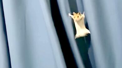 Lezoucí křeček se dostal do svízelné situace