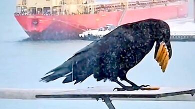 Jedna sušenka nesmí přijít na zmar...