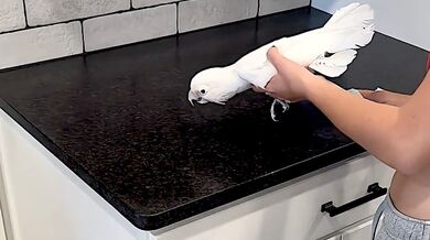 Papoušek v Coloradu napodobuje rozprašovač a pomáhá v domácnosti