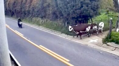 Střet motorkáře s krávou