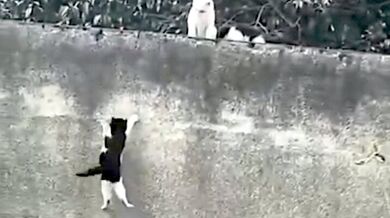 Vytrvalé kotě snažící se vyskočit na vysokou zeď