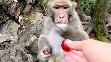 Důsledek nadměrného krmení opičáka