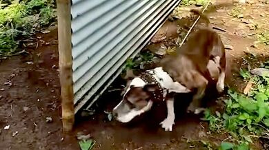 Jak efektivně unavit psa pomocí míčku na provazu