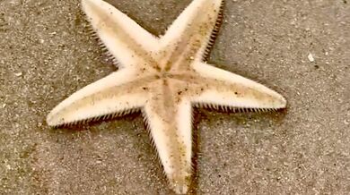 Fascinující obranný mechanismus: Hvězdice se bleskově zahrabala do písku