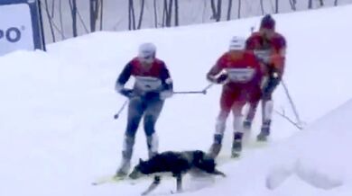 Pes na běžkařské dráze