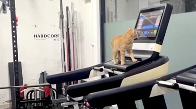 Sportovní talent ze Šanghaje: Kocour Chouchou se naučil sám ovládat běžecký trenažér