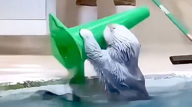 Úklid za odměnu: Vydry v japonském akváriu Toba pomáhají personálu se sběrem hraček